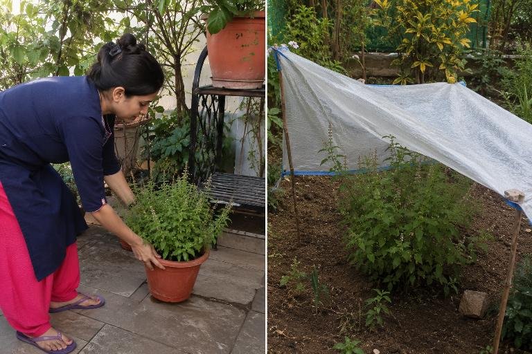 Protect Tulsi From Cold